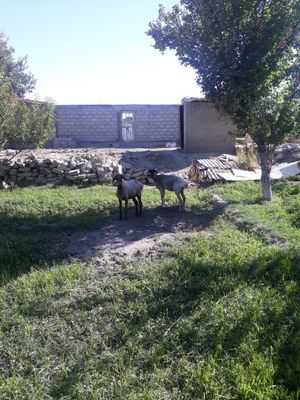 Qisir qoylar sotiladi