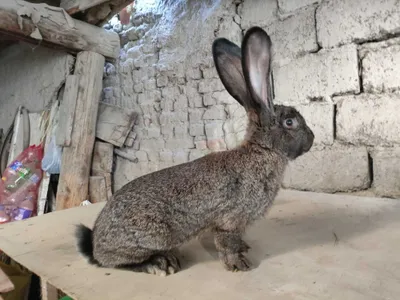 Фландр ва Калифорния тоза конли куёнлар сотилади