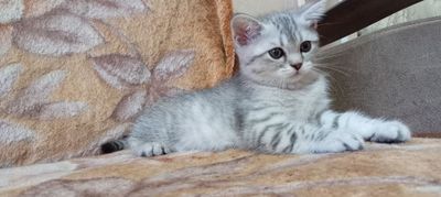 Продаётся котенок