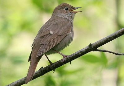 Xofiz Bulbul bor
