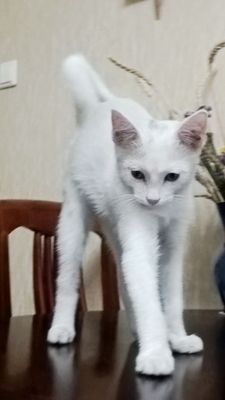 Белый котёнок !!!
