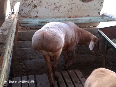 Asalom qõchqor sotiladi uyni moli qolganini tel da gaplashamiz