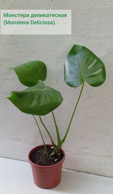 Монстера деликатесная (Monstera Deliciosa). Цветы для дома и офиса
