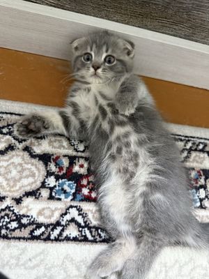 продается вислоухий серый котенок, девочка