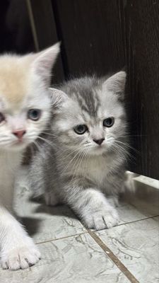 Продаются Британские котята ( Скоттиш страйт )