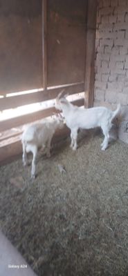 Echki sotiladii 4 dona