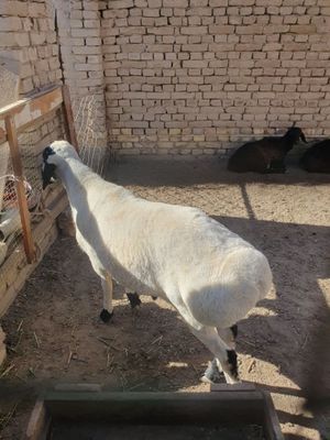 Кочкор сатилади самиз