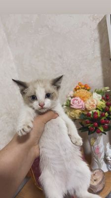 Тайский котенок девочка