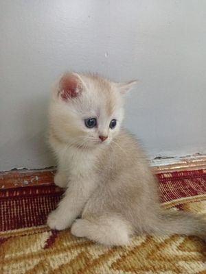 Продаются котята породы британские шиншиллы