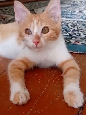Mushuk sotaman