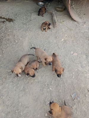 Щенки,маленькой породы,2месяца