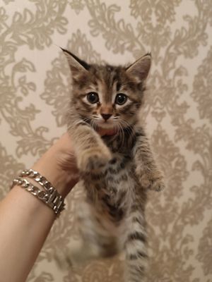 Котёнок только в ответственные руки!