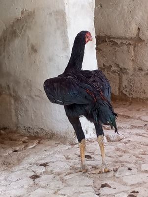 Vetnam zotli xoʻroz