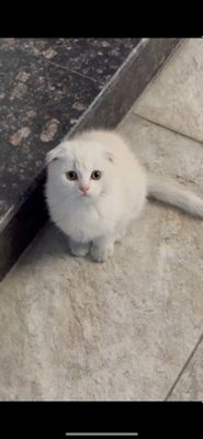 Scottish fold oʻgʻil bola