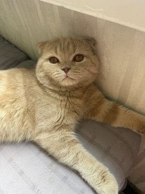 Шатландский мушук