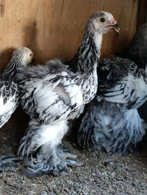 Brama tochkali sotiladi manil samarqand