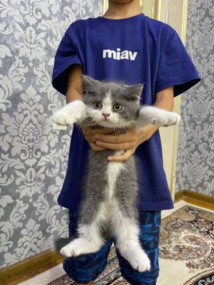 Котята чистокровные британские