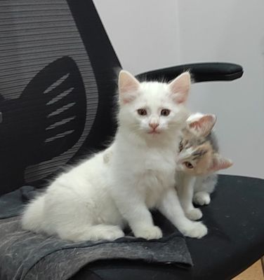 Продаются котята