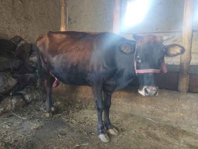 Ona bola sigir sotiladi