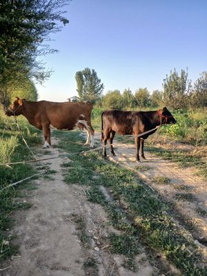 Ona bola sigir sotiladi bolasi g'unajin