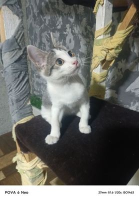 Котенок в хорошие руки