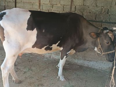Ona bola sigir bolasi angus suniy onasi 12 l gach sut beradi