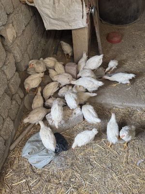 2 oylik jo’jalar sotiladi