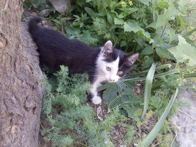 Котята девочки в добрые руки домашние, игривые, добрые, ласковые.