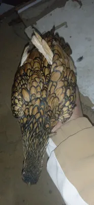 asalomu alaykum  jup  narxi 300ming