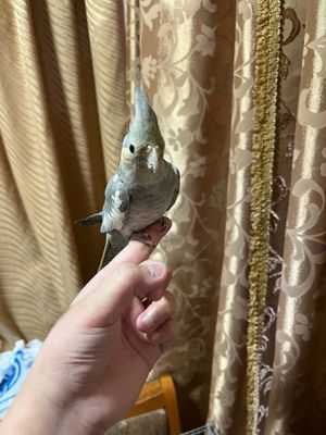 Продаётся папугай корелла срочно