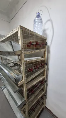 Bedana uchun katelar