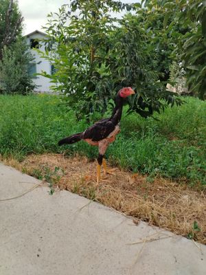 Dakan jo'ja sotiladi