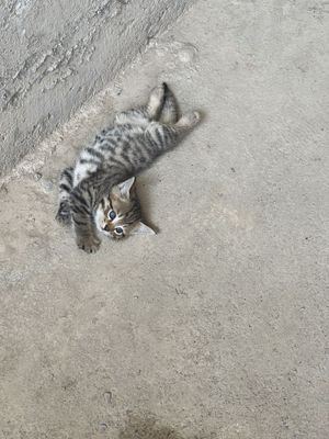 отдам в добрые руки
