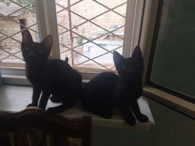 Бесплатно котята