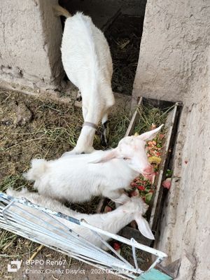 Эчки зотли иккта боласи бор