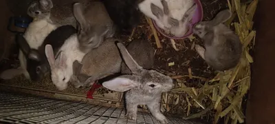 Обычные кролики дети