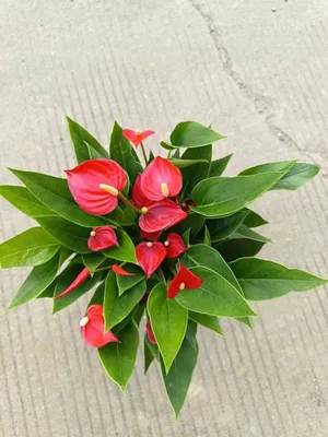 Комнатные растения и цветы для дома и офиса