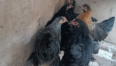 Yapon tovuqchalar sotiladi