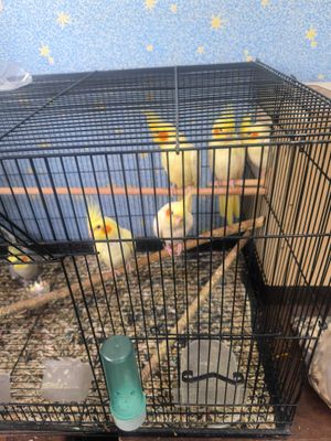 Karella qushlari ruchnoyga orgatishgayam bolasi bor