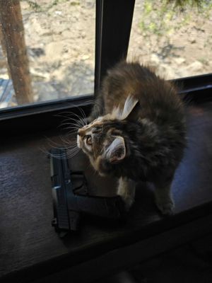 Котенок 3 месяца девочка