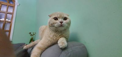 Scottish fold мальчик