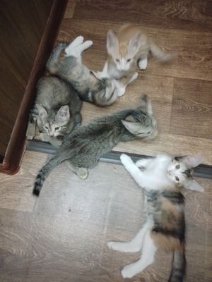 Отдам котят в добрые руки