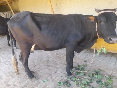 Ona bola sigir sotiladi