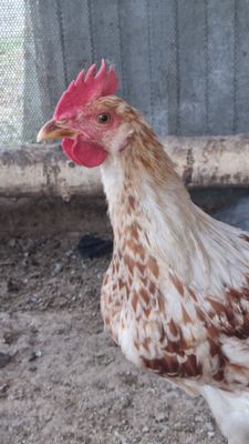 Xorozlar sotiladi