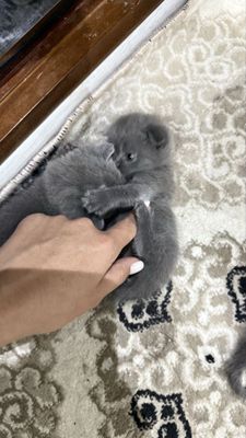 Продается котята от правильной вязки