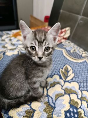 котята