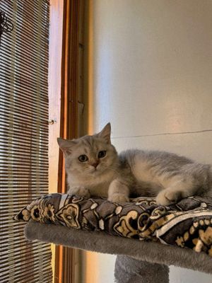 Продаётся Шотландский скотиш фолд