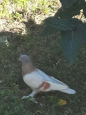 Kabutar chiroyli va yovvoyi emas