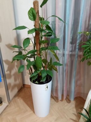 Цветок комнатный с подсветкой. АГЛОНЭМА 1.5М
