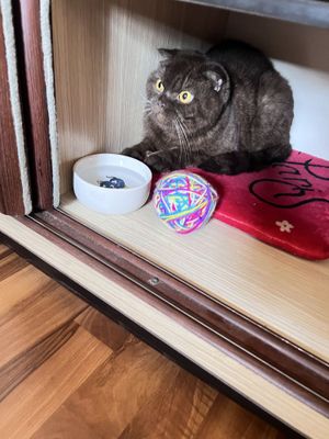Отдам кота